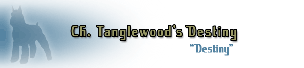 Ch. Tanglewood's Destiny