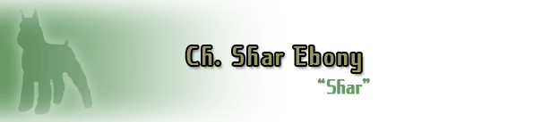 Ch. Shar Ebony