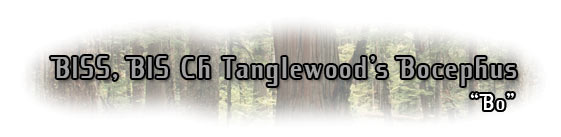 Ch. Tanglewood's The Smoking Gun