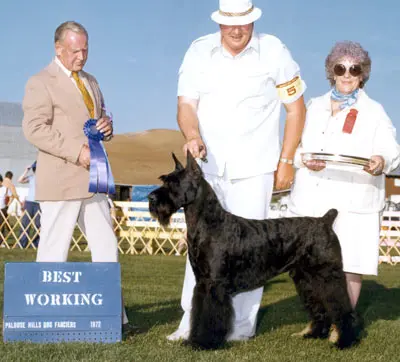 Dog wins Best Working category at show