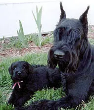 Two black dogs lying together