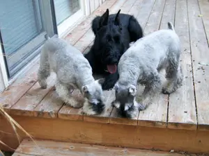 Three dogs on wooden deck