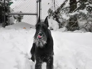 Black schnauzer playing in the snow