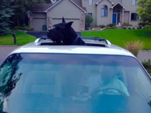 Black dog enjoying car ride
