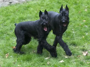 Pair of black dogs outside