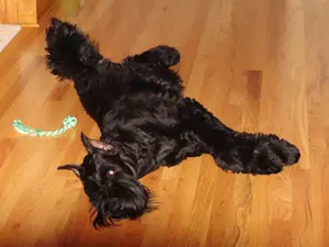 Fluffy dog resting indoors