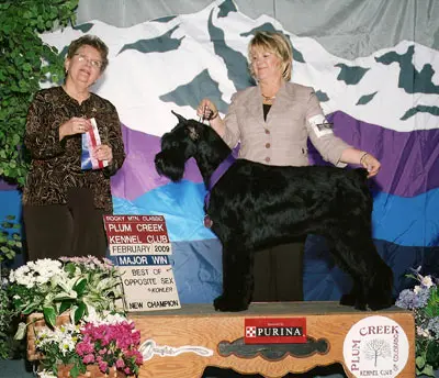 Award-winning dog in competition setting