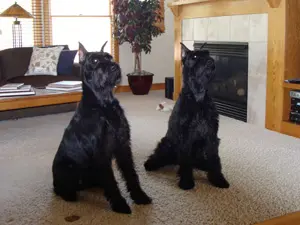 Schnauzers sitting attentively in living room