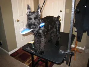 Schnauzer with brush in mouth