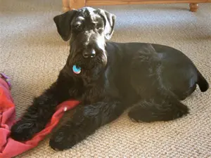 Schnauzer resting in the sun
