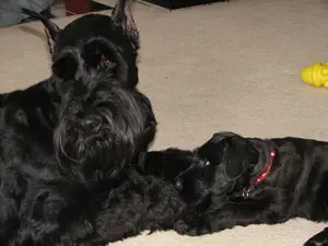 Large and small black dogs relaxing