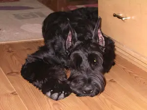 Black dog resting on wooden floor