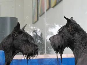 Two wet dogs indoors