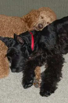 Black and brown dogs resting quietly