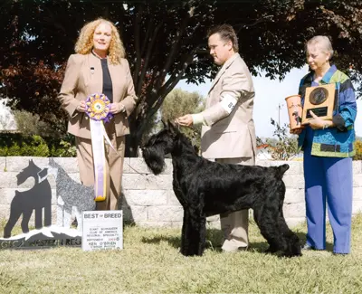 Giant Schnauzer at dog show event