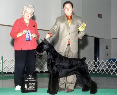Dog show winner with handlers