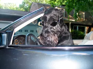 Schnauzer in car looking cool