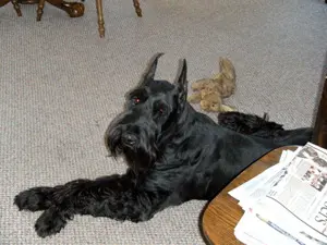 Black schnauzer lying on carpet