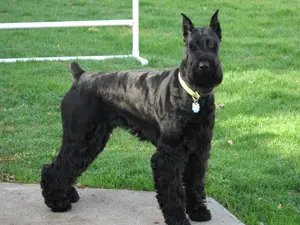 Giant Schnauzer with collar in yard