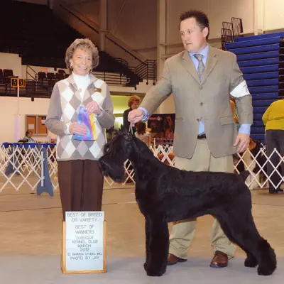 Giant Schnauzer awarded best of breed