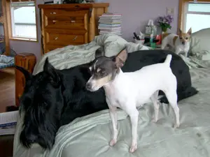 Dogs lounging in a cozy bedroom