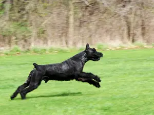 Energetic dog leaping on grass