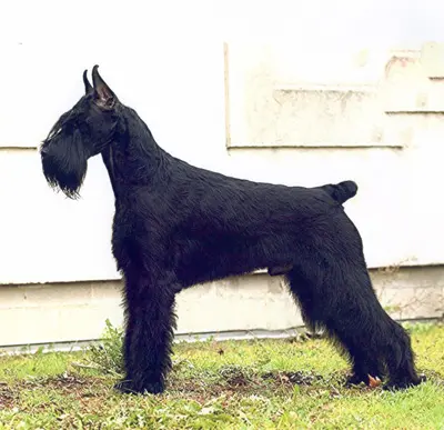 Giant schnauzer profile view