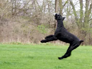 Black dog jumping to catch a ball