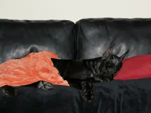 Dog sleeping under orange blanket on couch.