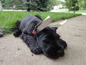 Playful dog resting on concrete path