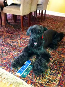 Dog with blue ribbon on patterned rug