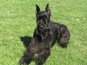 Black dog lying on green grass