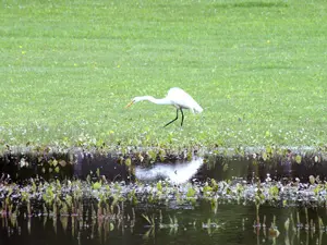 Bird hunting near water