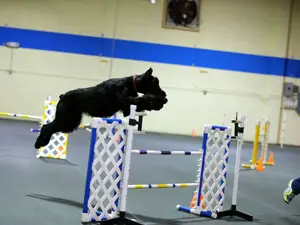 Dog jumping over agility hurdle