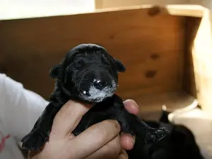 Tiny black puppy held gently