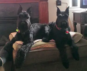 Giant Schnauzers relaxing indoors.