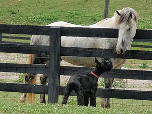 Dog and horse interact through fence