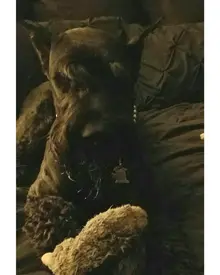Black dog cuddling with a toy