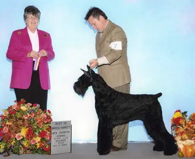 Giant Schnauzer receiving award at competition