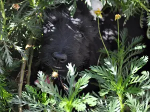 Dog peeking through green foliage