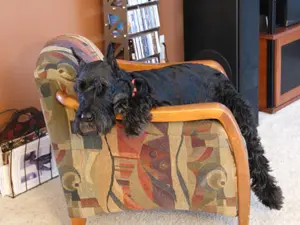 Relaxed dog on colorful armchair