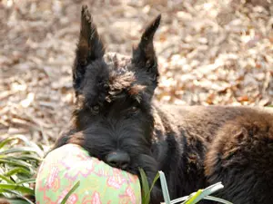 Schnauzer resting in the garden