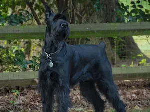 Giant Schnauzer by wooden fence
