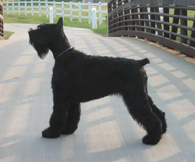 Schnauzer with a shadowed silhouette