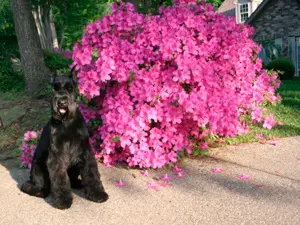 Poodle-like dog next to colorful flowers