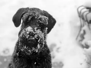 Black dog playing in the snow