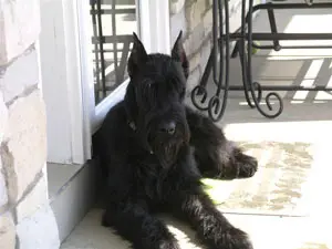 Black dog resting by patio door