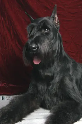 Black Schnauzer sitting with tongue out