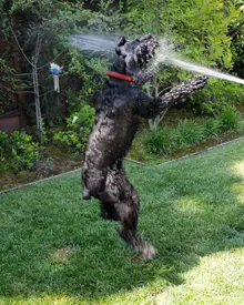 Playful dog enjoying garden hose