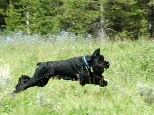 Black dog running in a grassy field